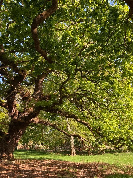 ancient oak tree Ancient oak tree with green leaves.