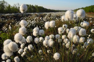 Cotton Grass Hatfield Moors