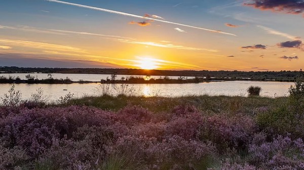 Hatfield Moors beutiful purple heather at sunset.