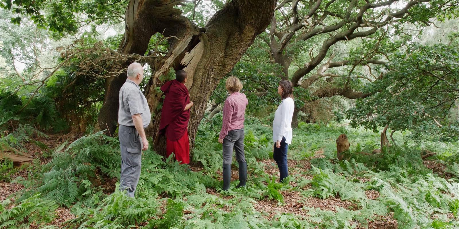 Group of people walking through ferns in a forest.