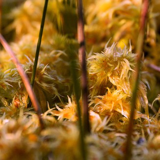 Detail of mound building sphagnum moss, including a hummock-forming mire-building type.