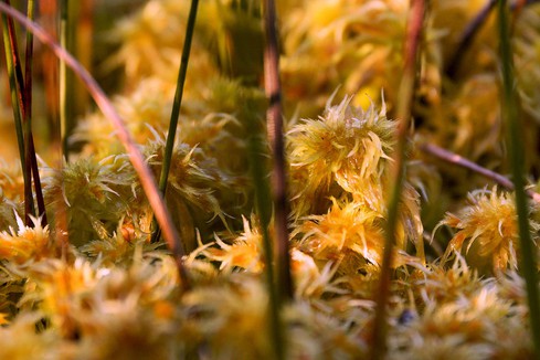 Detail of mound building sphagnum moss, including a hummock-forming mire-building type.