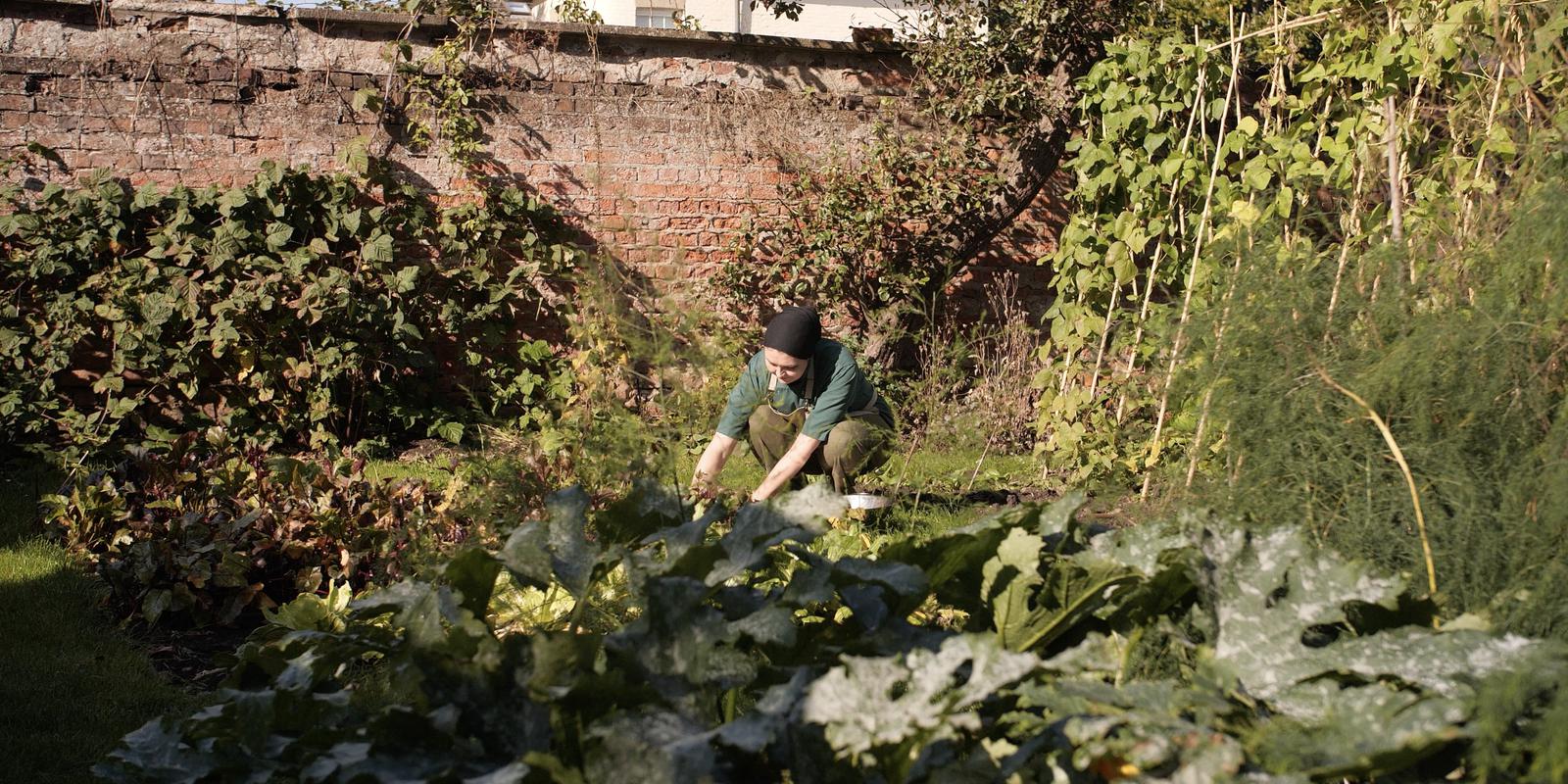 Organic Gardening Organic gardening at Buddhist centre in England.