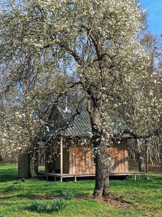Solitary meditation retreat hut with spring blossom trees in Yorkshire, England, UK.