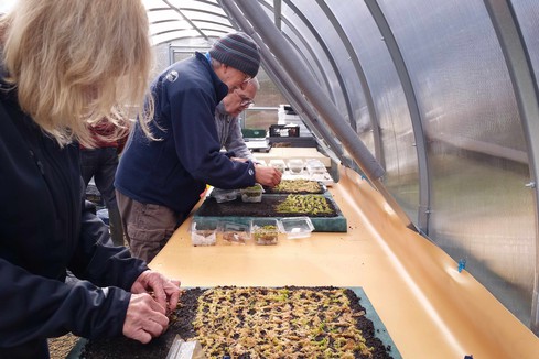 Sphagnum mossery volunteers for mire emergency project in Hatfield Moors, England, UK.