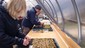Sphagnum mossery volunteers for mire emergency project in Hatfield Moors, England, UK.