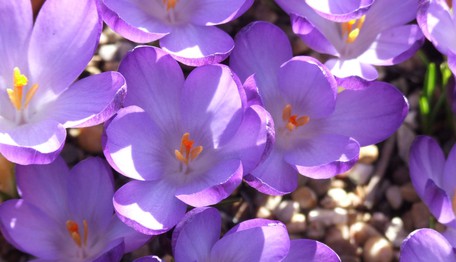Purple flowers at Gomde UK
