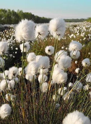 Green plants with white round flowers at Gomde UK.