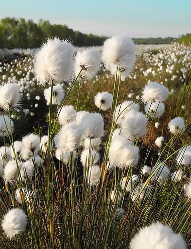 Green plants with white round flowers at Gomde UK.