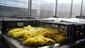 Propagating sphagnum mosses