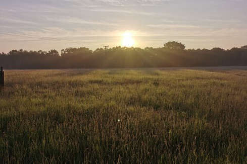Sunshine over field